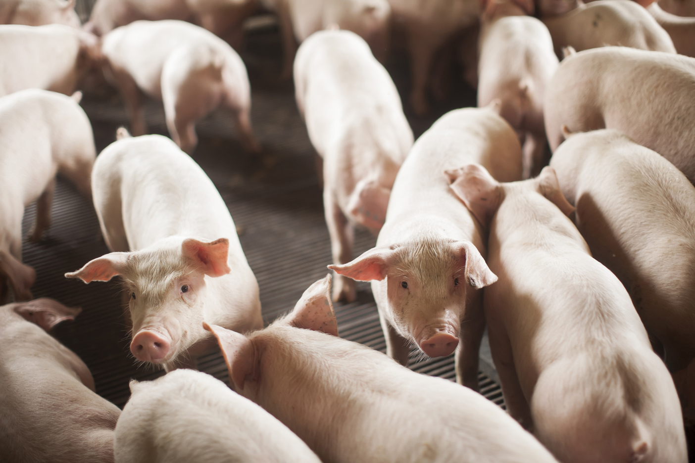SUÍNOS/CEPEA: poder de compra de suinocultor começa ano enfraquecendo