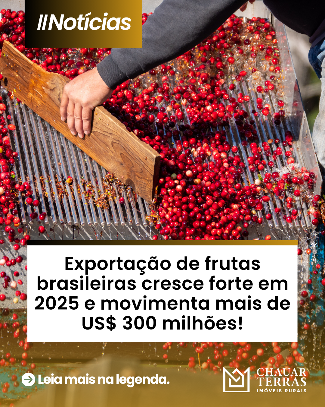 Exportação de frutas brasileiras cresce forte em 2025 e movimenta mais de US$ 300 milhões