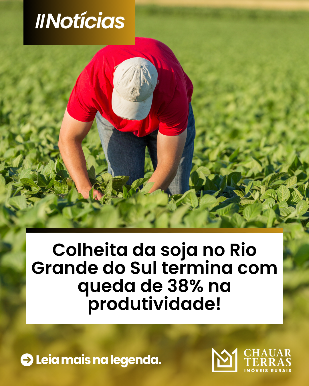 Colheita da soja no Rio Grande do Sul termina com queda de 38% na produtividade