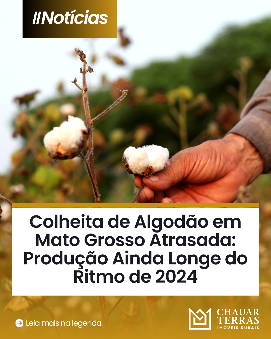 Colheita de Algodão em Mato Grosso Atrasada: Produção Ainda Longe do Ritmo de 2024