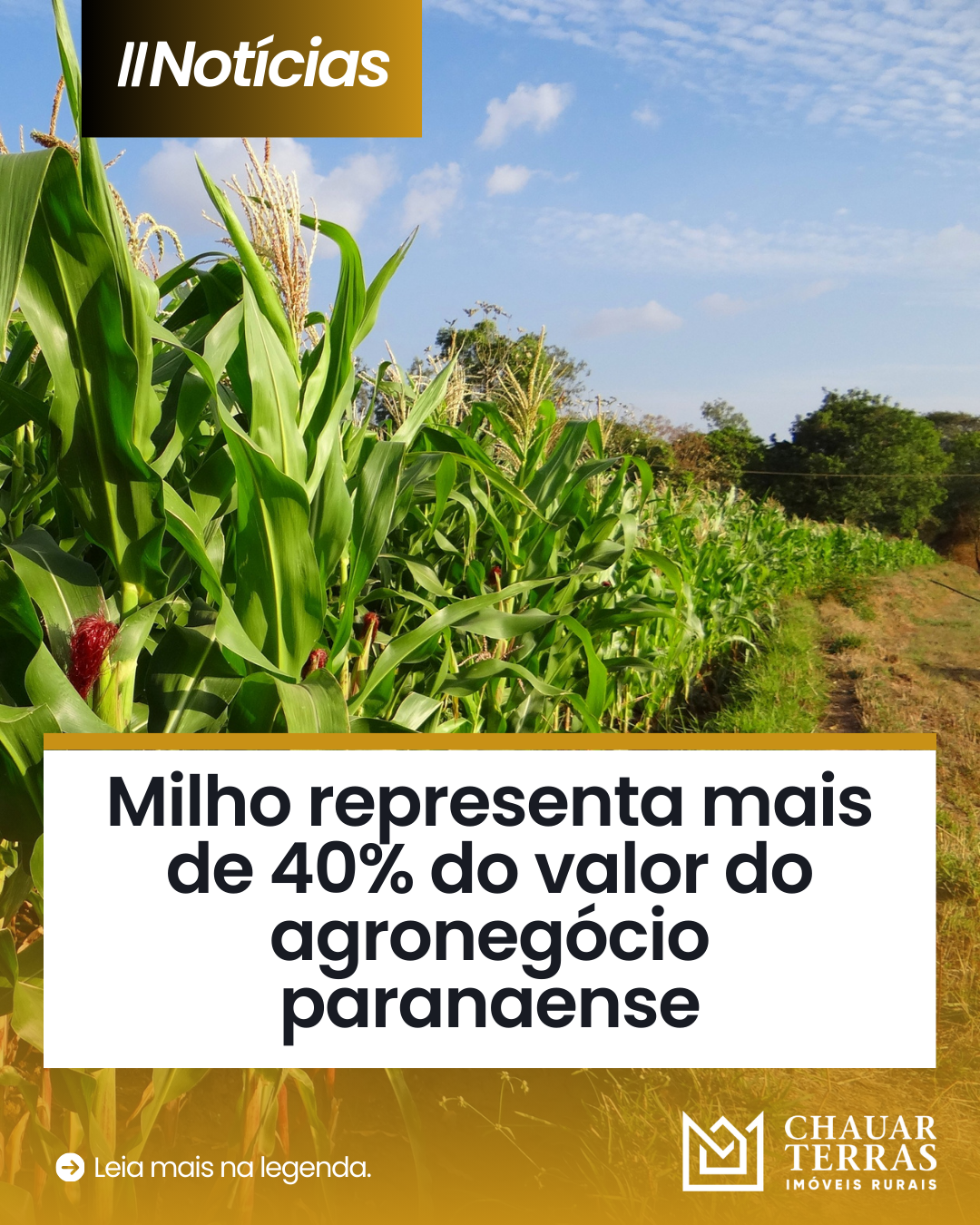 Milho representa mais de 40% do valor do agronegócio paranaense e desafia produtores a ampliar oferta