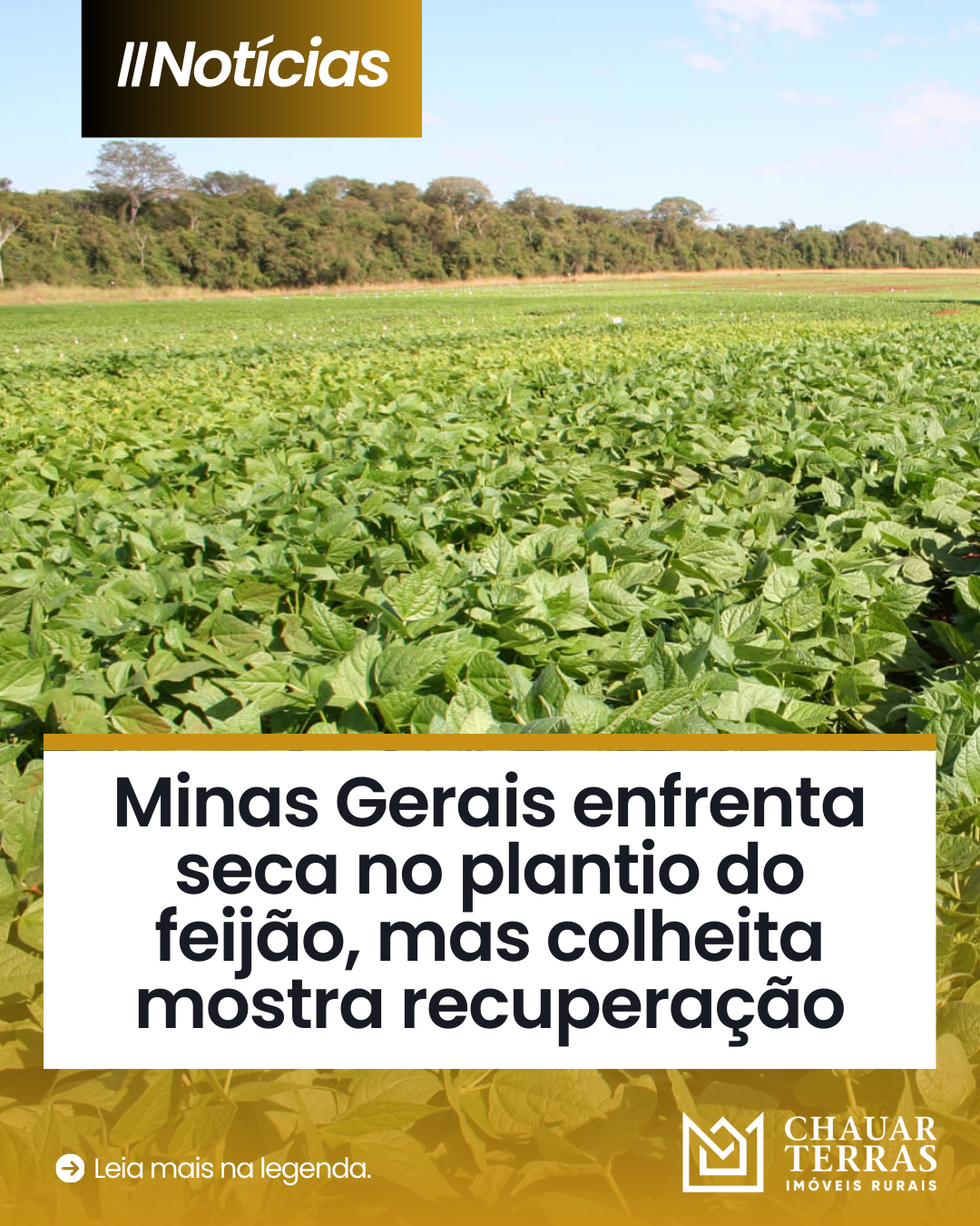 Minas Gerais enfrenta seca no plantio do feijão, mas colheita mostra recuperação