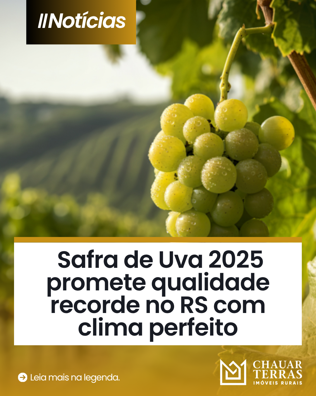Safra de Uva 2025 promete qualidade recorde no RS com clima perfeito para os vinhedos