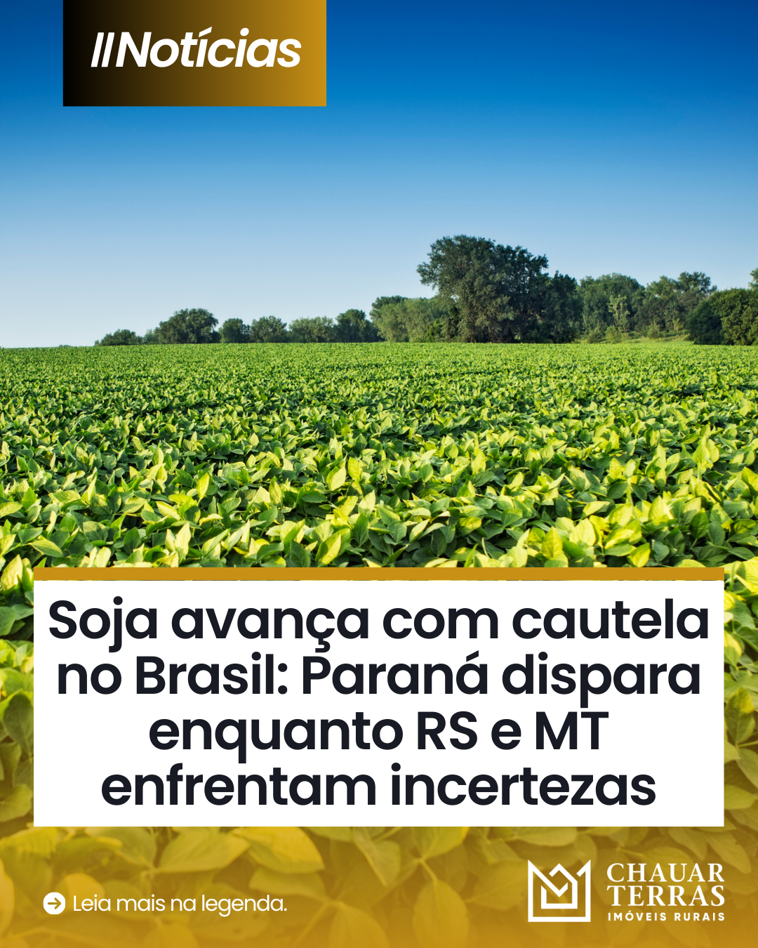 Produtores de soja pisam no freio